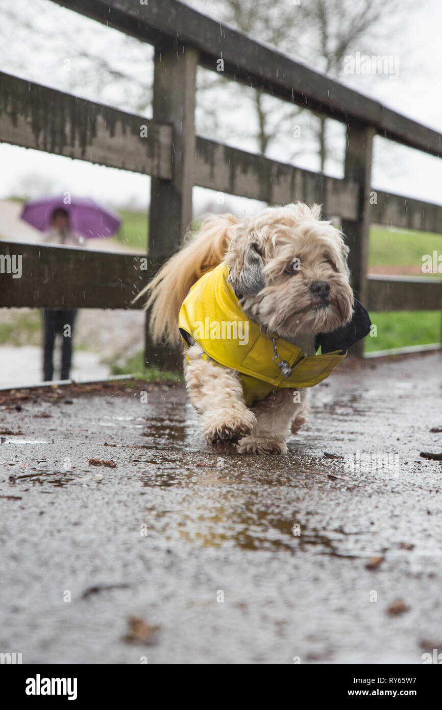 Kidderminster, Royaume-Uni. 12 mars 2019. Météo au Royaume-Uni : les fortes pluies dans tout le Royaume-Uni n'empêchent pas les randonneurs de prendre leurs canots à l'extérieur. Ce joli petit chien est bien protégé par son pelage jaune résistant aux intempéries, isolé sous la pluie et éclaboussant dans les flaques qu'il trouve ! Credit Lee Hudson/Alay Live News Banque D'Images