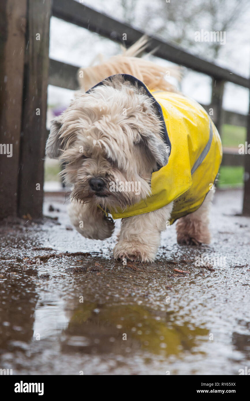 Kidderminster, Royaume-Uni. 12 mars 2019. Météo au Royaume-Uni : les fortes pluies dans tout le Royaume-Uni n'empêchent pas les randonneurs de prendre leurs canots à l'extérieur. Ce joli petit chien est bien protégé par son pelage jaune résistant aux intempéries, isolé sous la pluie et éclaboussant dans les flaques qu'il trouve ! Credit Lee Hudson/Alay Live News Banque D'Images Kidderminster, Royaume-Uni. 12 mars 2019. Météo au Royaume-Uni : les fortes pluies dans tout le Royaume-Uni n'empêchent pas les randonneurs de prendre leurs canots à l'extérieur. Ce joli petit chien est bien protégé par son pelage jaune résistant aux intempéries, isolé sous la pluie et éclaboussant dans les flaques qu'il trouve ! Credit Lee Hudson/Alay Live News Banque D'Images