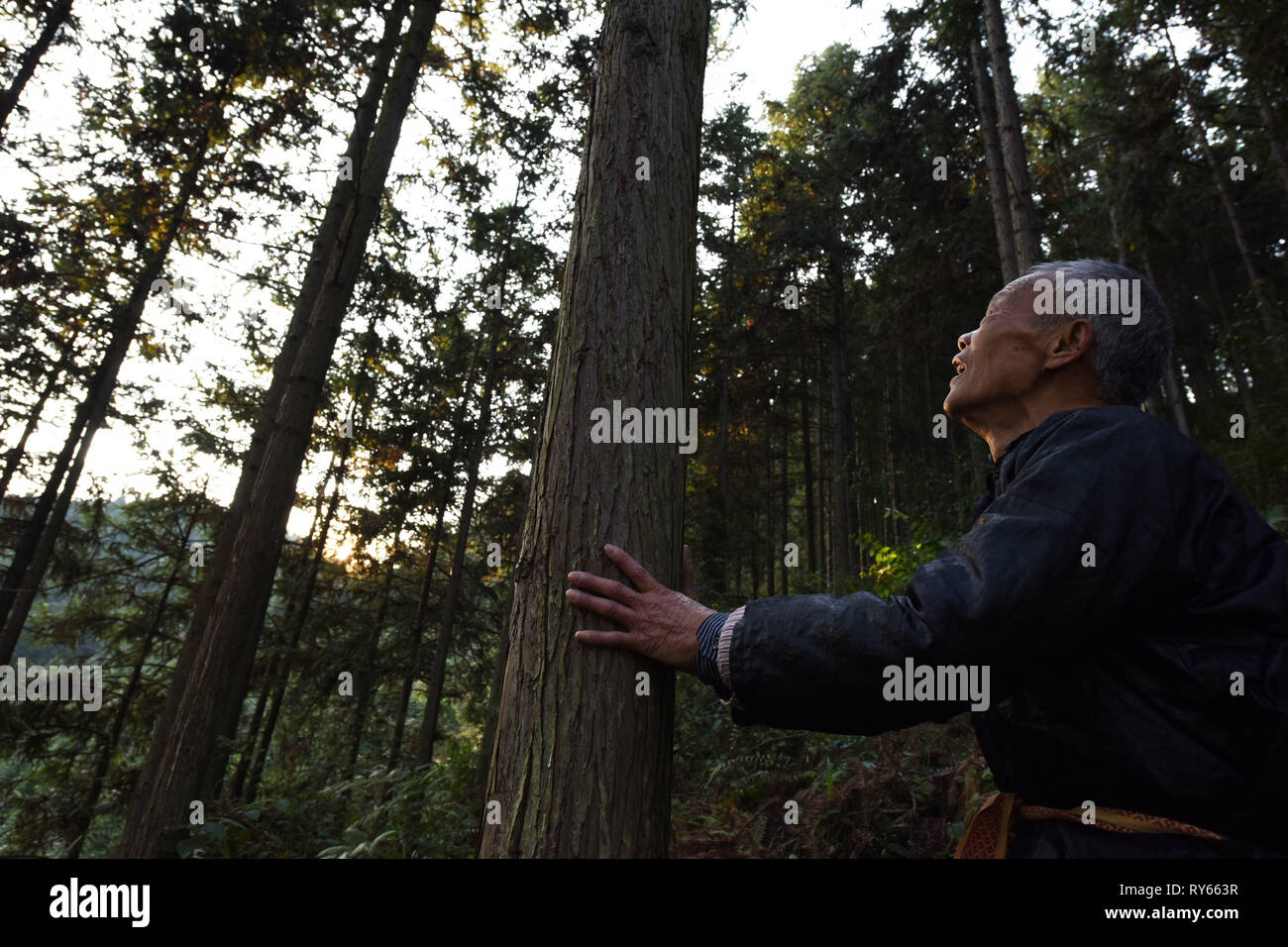 Liping, province du Guizhou en Chine. Mar 11, 2019. Wu Qingxian vérifie la condition d'un arbre dans la forêt de Liping County, au sud-ouest de la province du Guizhou, en Chine, le 11 mars 2019. Qingxian Wu, un 75-year-old villageois de l'ethnie Dong à Sizhai Village de Shuangjiang Township, a été volontairement la plantation d'arbres dans les montagnes autour du village depuis avant 1984. Au cours des dernières décennies, l'une fois ont fait de montagnes arides aux forêts denses. Sous sa direction, les gens de villages voisins ont planté plus de 50 000 um (à propos de 3333.3 hectares) d'arbres. Crédit : Yang Wenbin/Xinhua/Alamy Live News Banque D'Images