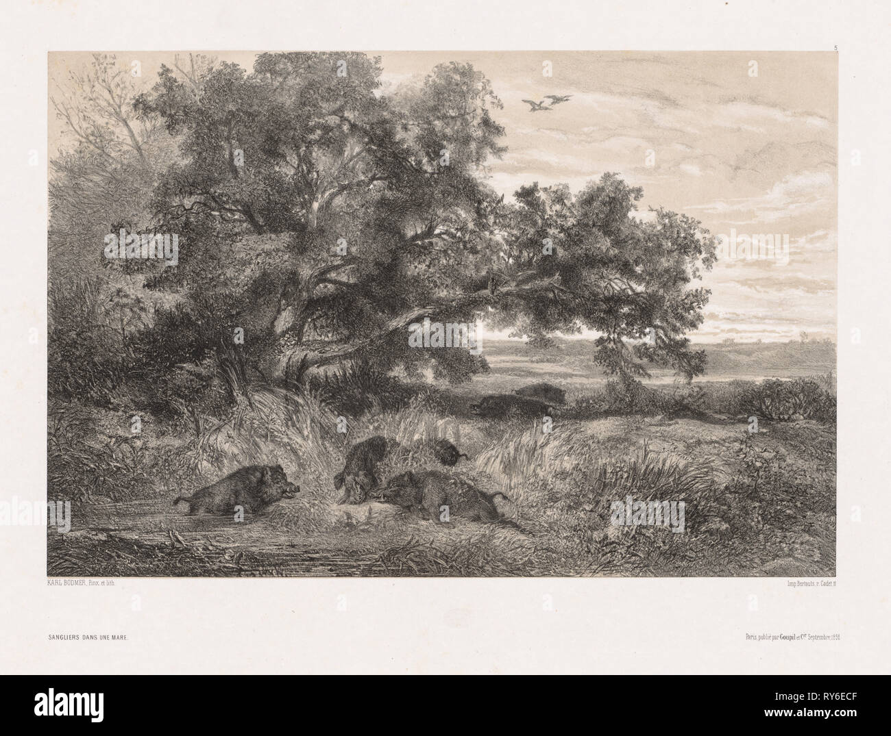 Animaux et Nature Paysage après : Le sanglier dans un étang, ch. 1850. Karl Bodmer (Suisse, 1809-1893). Lithographie Banque D'Images