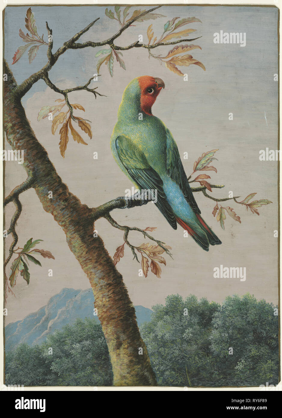 L'étude des oiseaux. George Edwards (1694-1773), britannique. Avec de la gouache aquarelle Banque D'Images