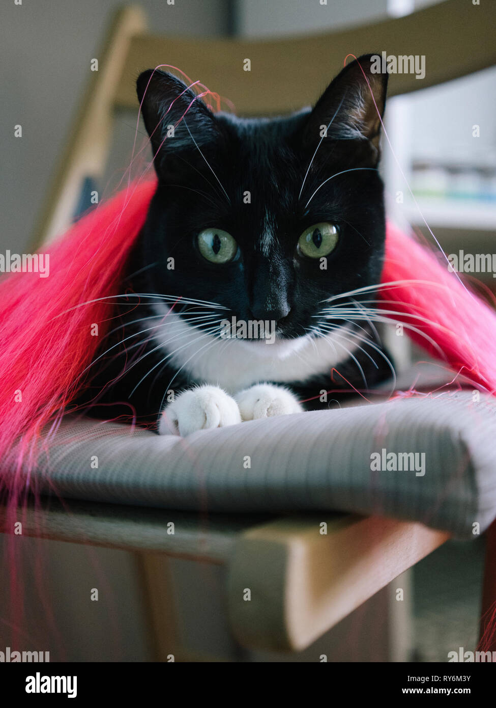 Cat Wig Banque D Image Et Photos Alamy