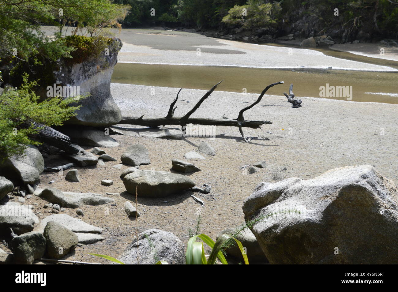 Tronc en bois blanchi météorologiques sur la rive du Golden Bay Nouvelle Zélande Banque D'Images