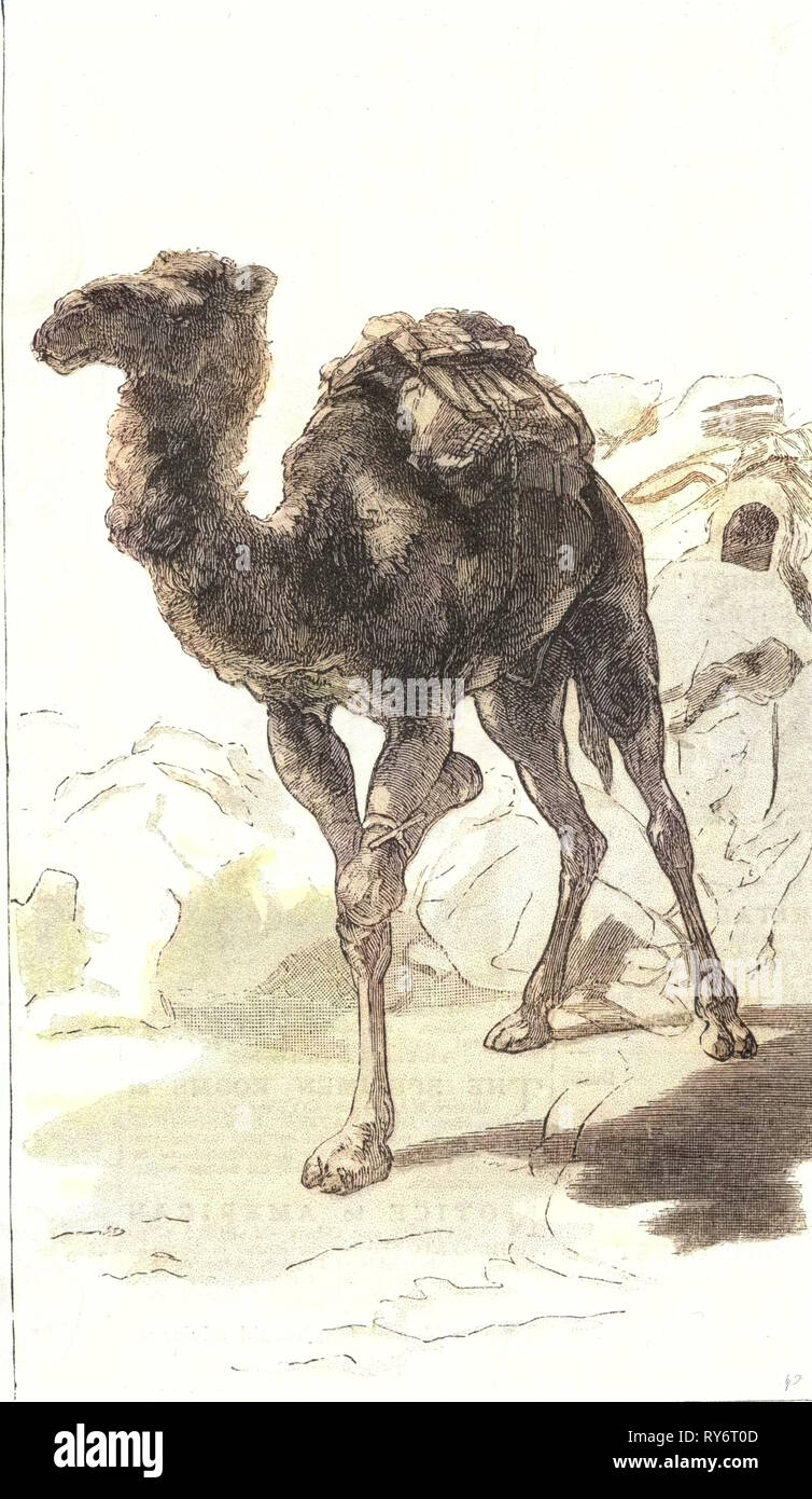 Camel 1885 Algérie Banque D'Images