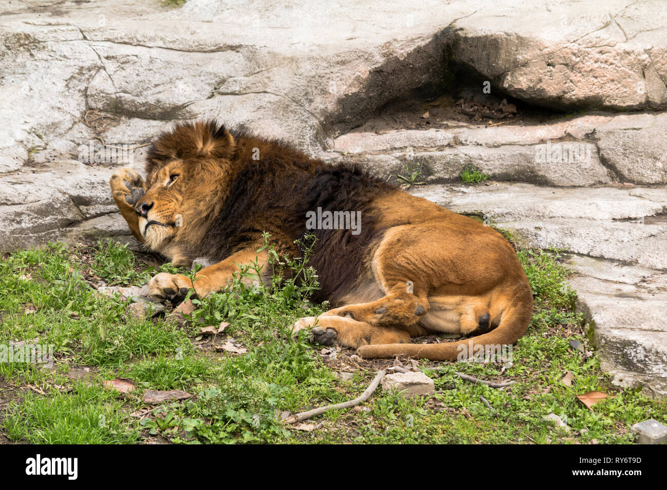 Lion dans un zoo Banque D'Images