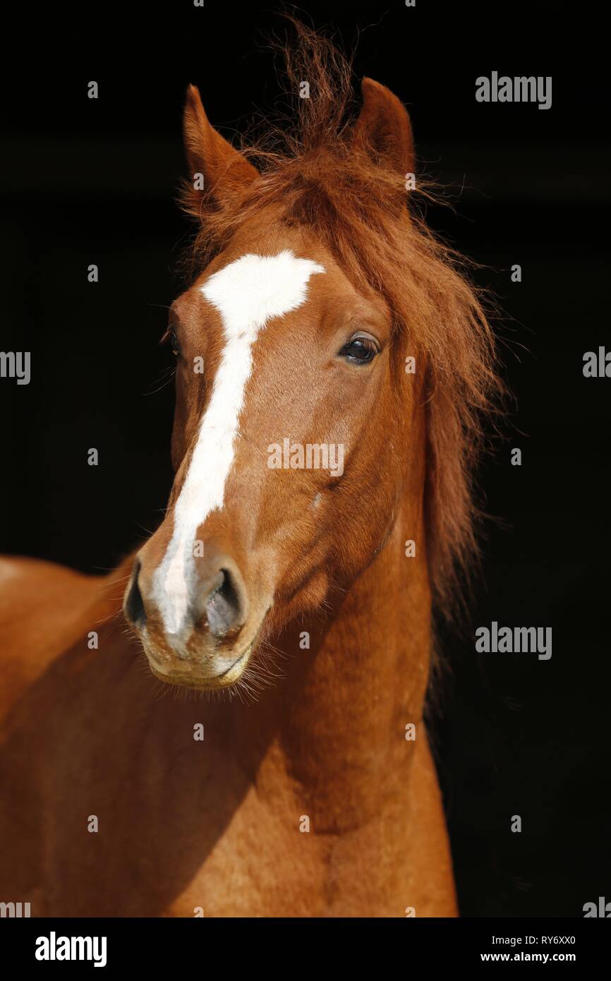 Portrait Cheval Brandebourg Banque D'Images