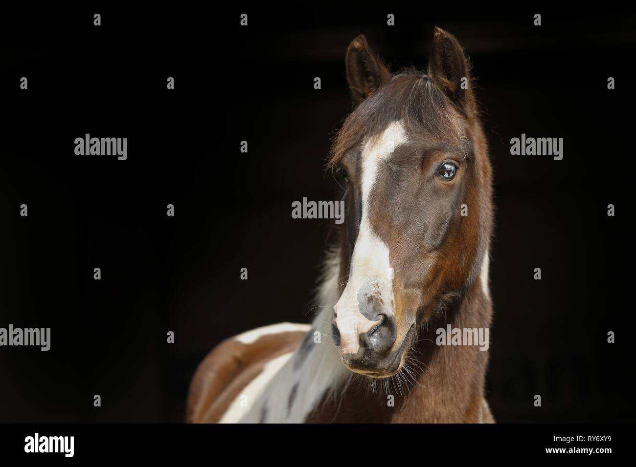 Portrait de Pinto Banque D'Images