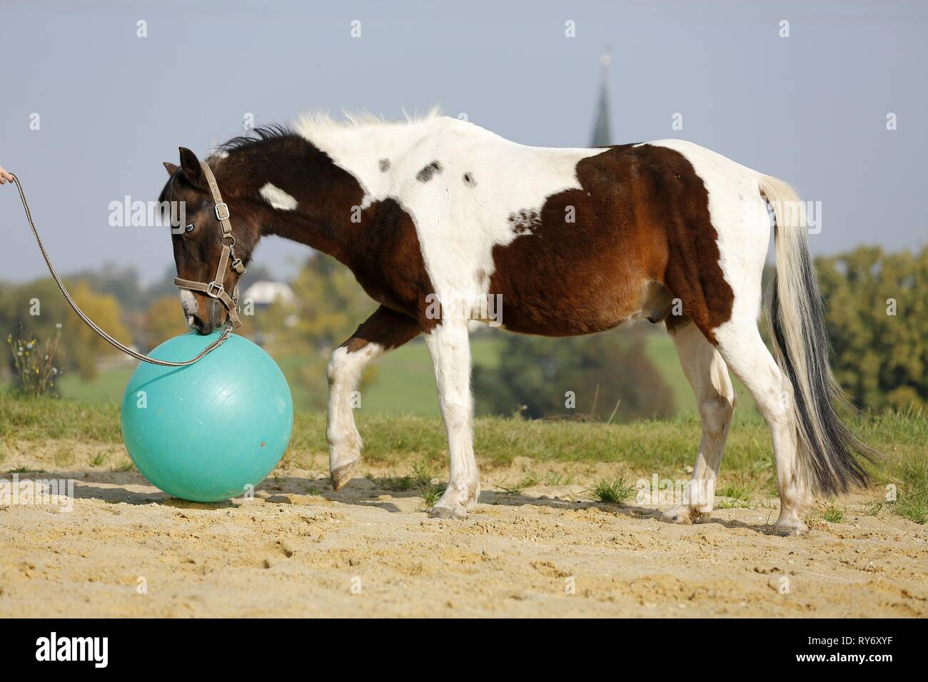 Pinto avec ball Banque D'Images