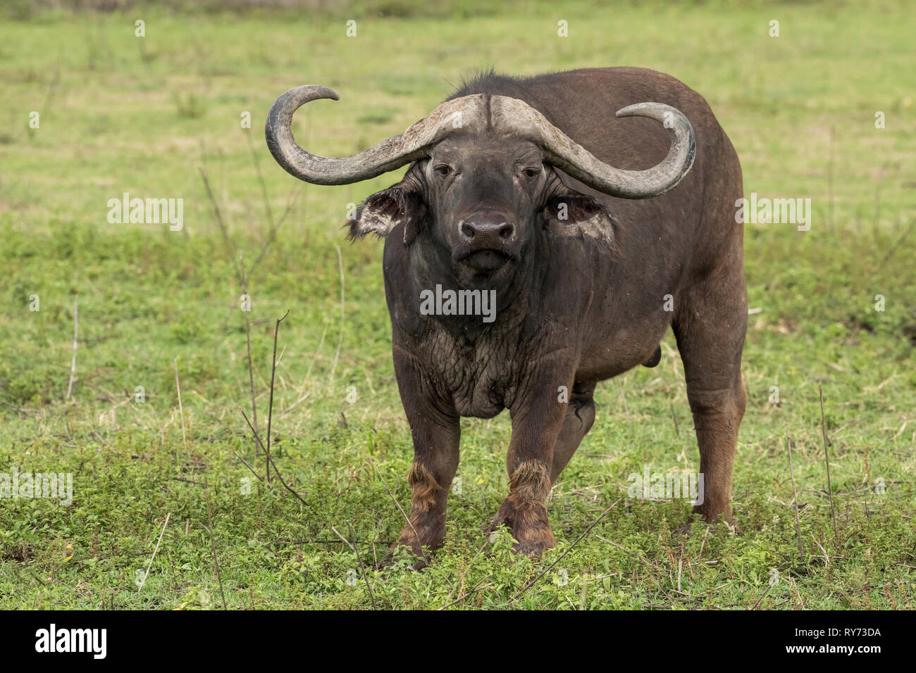 Buffle (Syncerus caffer) mâle dans le cratère du Ngorongoro, en Tanzanie Banque D'Images