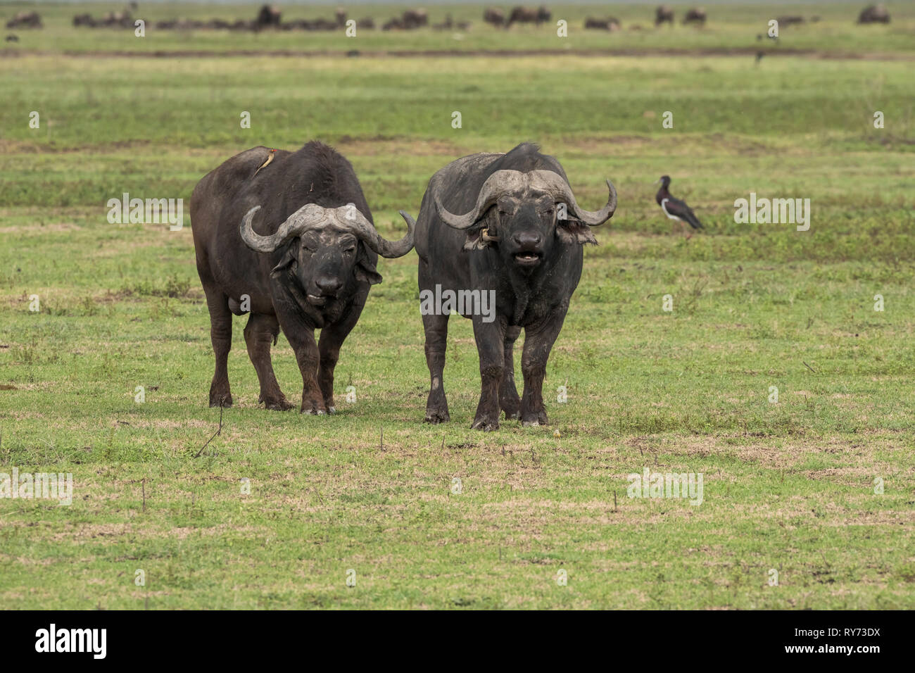 Buffle (Syncerus caffer) mâle dans le cratère du Ngorongoro, en Tanzanie Banque D'Images