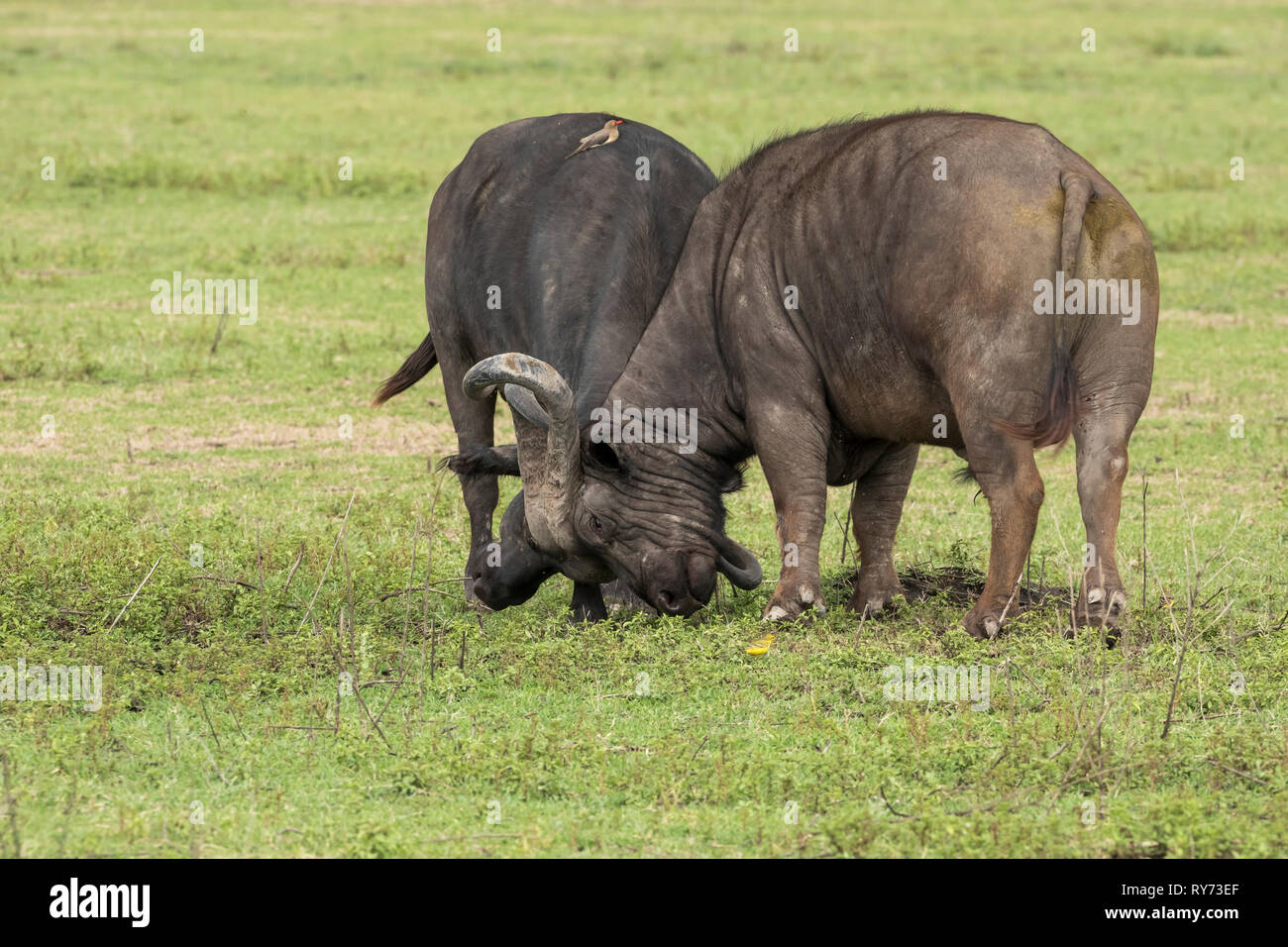 Buffle (Syncerus caffer) avec red-billed oxpeckers, les mâles se battre dans la savane dans le cratère du Ngorongoro, en Tanzanie Banque D'Images