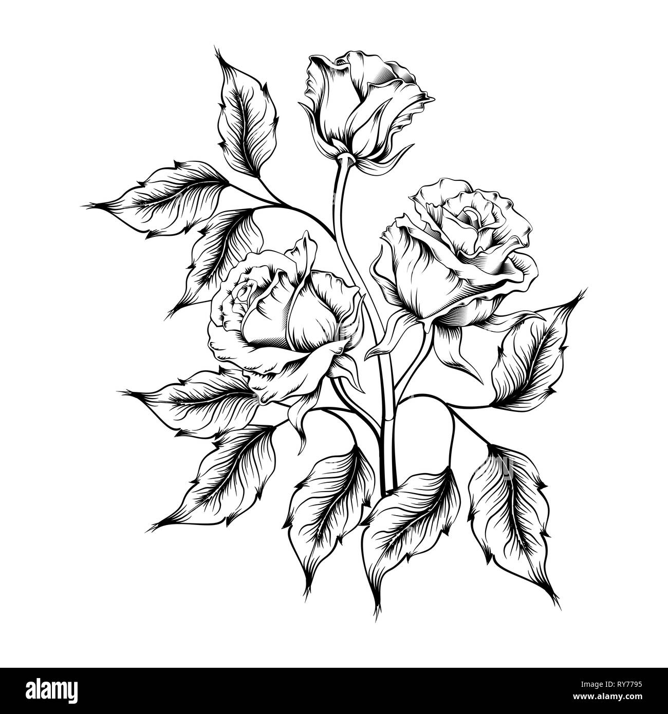 Rose Tattoo. Silhouette de roses et de feuilles sur un fond blanc. Options de style. Plan des roses Illustration de Vecteur