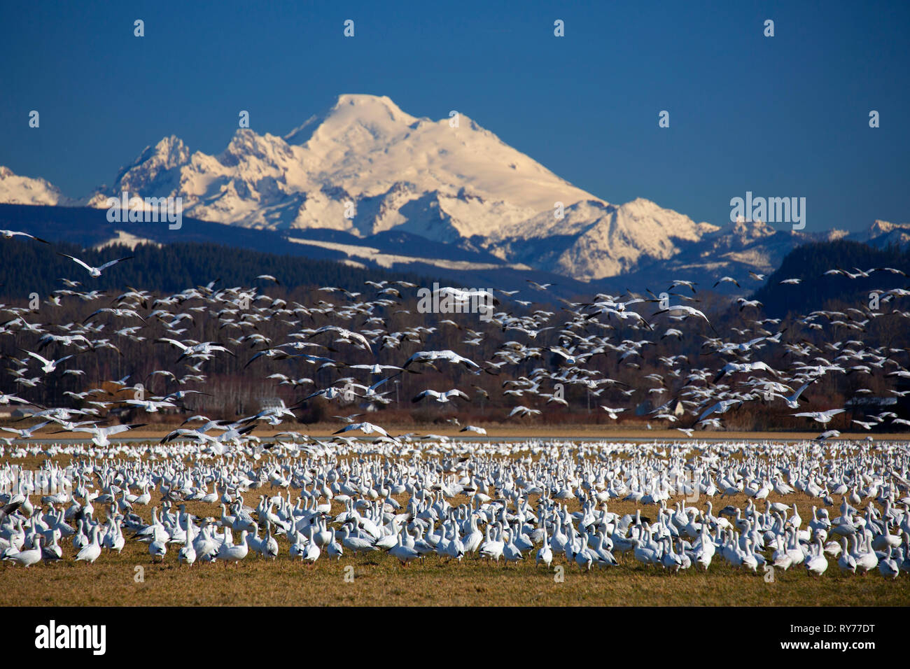L'Oie des neiges (Anser caerulescens) avec Mt Baker, Skagit County, Washington Banque D'Images
