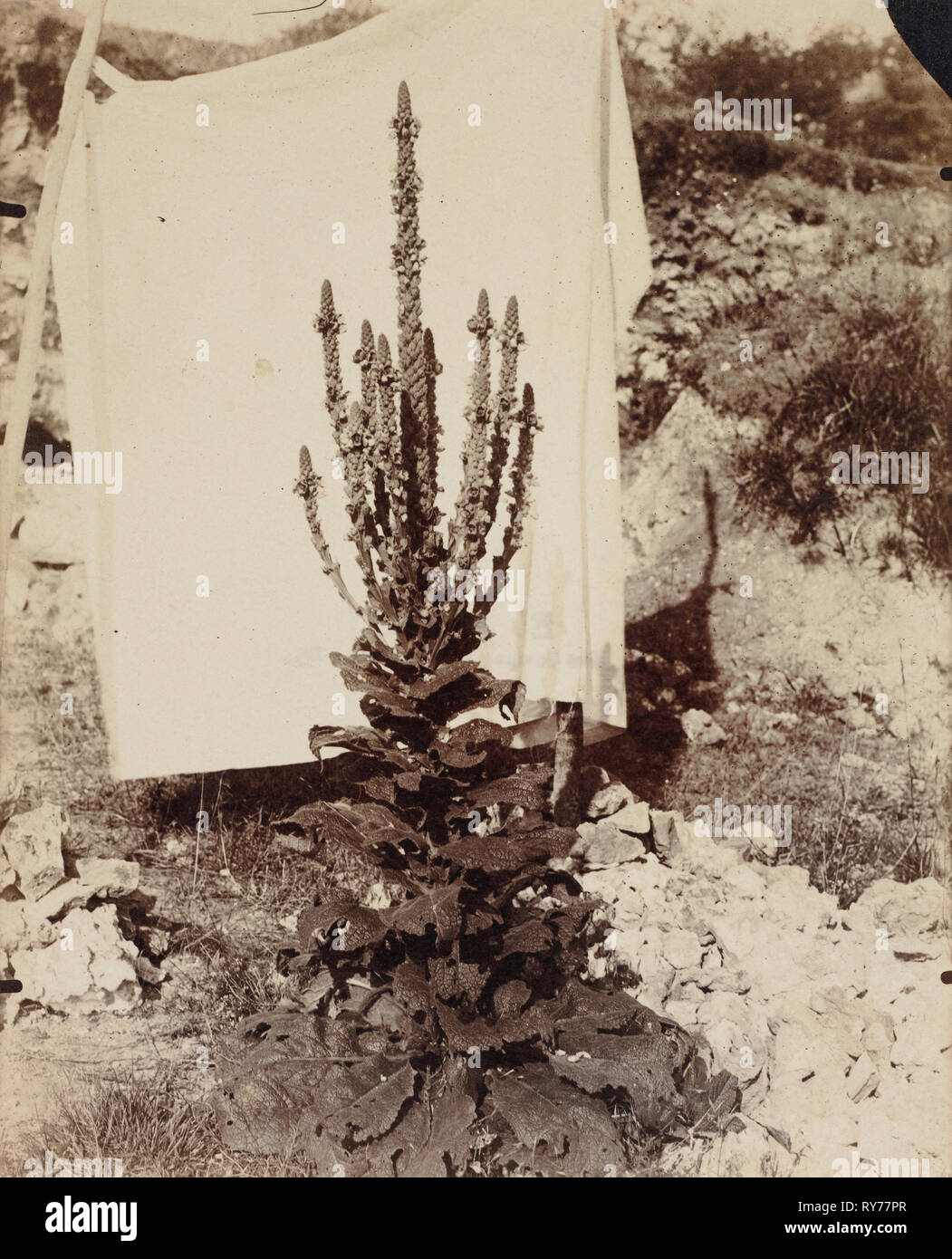 En fleur de Molène, ch. 1897-1899. Eugène Atget (Français, 1857-1927). L'albumine ; image : 21,8 x 17,6 cm (8 15/16 x 6 9/16 in.) ; papier : 21,8 x 18 cm (8 9/16 x 7 1/16 in Banque D'Images
