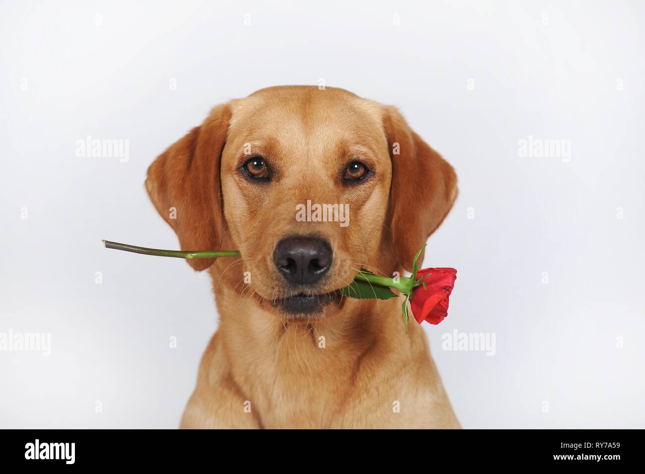 Labrador Retriever, jaune, bitch, détient rose rouge dans la bouche, fond blanc, Autriche Banque D'Images
