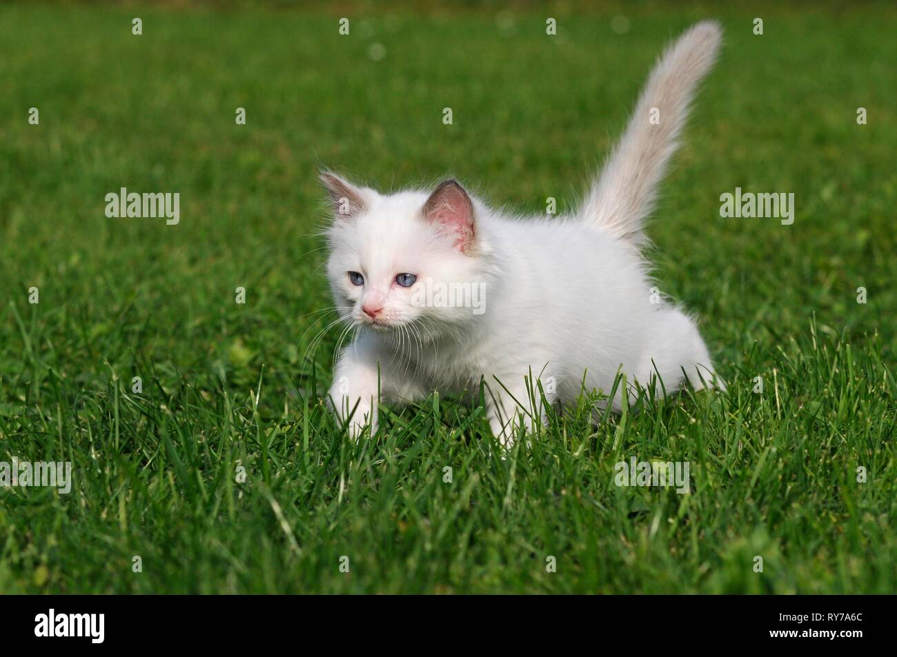 Ragdoll, chaton, blanc, 7 semaines, s'exécutant dans un pré, Autriche Banque D'Images