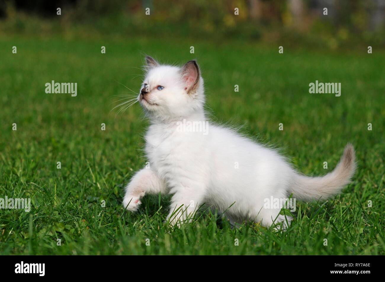 Ragdoll, chaton, blanc, 7 semaines, s'exécutant dans un pré, Autriche Banque D'Images