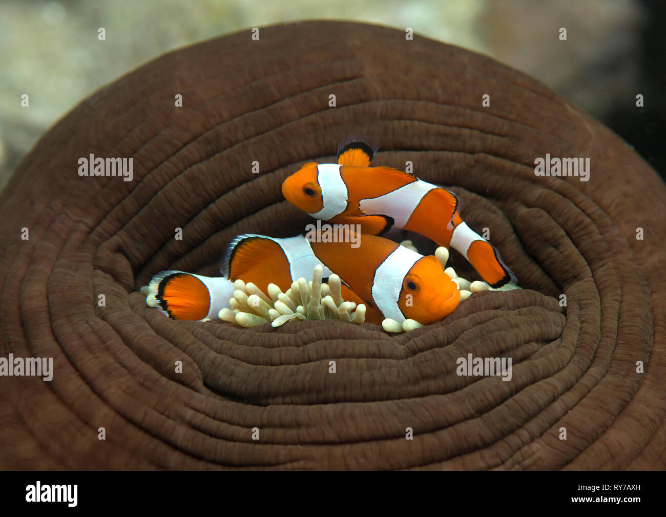 Veuillez ouvrir la porte. Deux ocellaris clownfish ( Aphiprion ) ocellaris themself abri parmi les tentacules venimeux d'une anémone de mer magnifique Banque D'Images