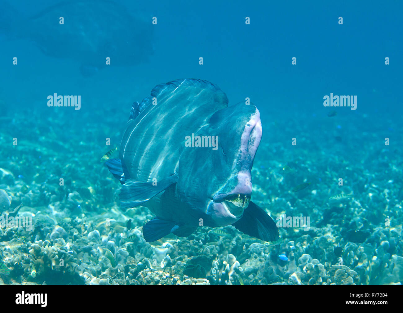 Perroquet vert Bolbometopon muricatum napoléon ( ) au cours de natation de coraux de Raja Ampat, Indonésie Banque D'Images