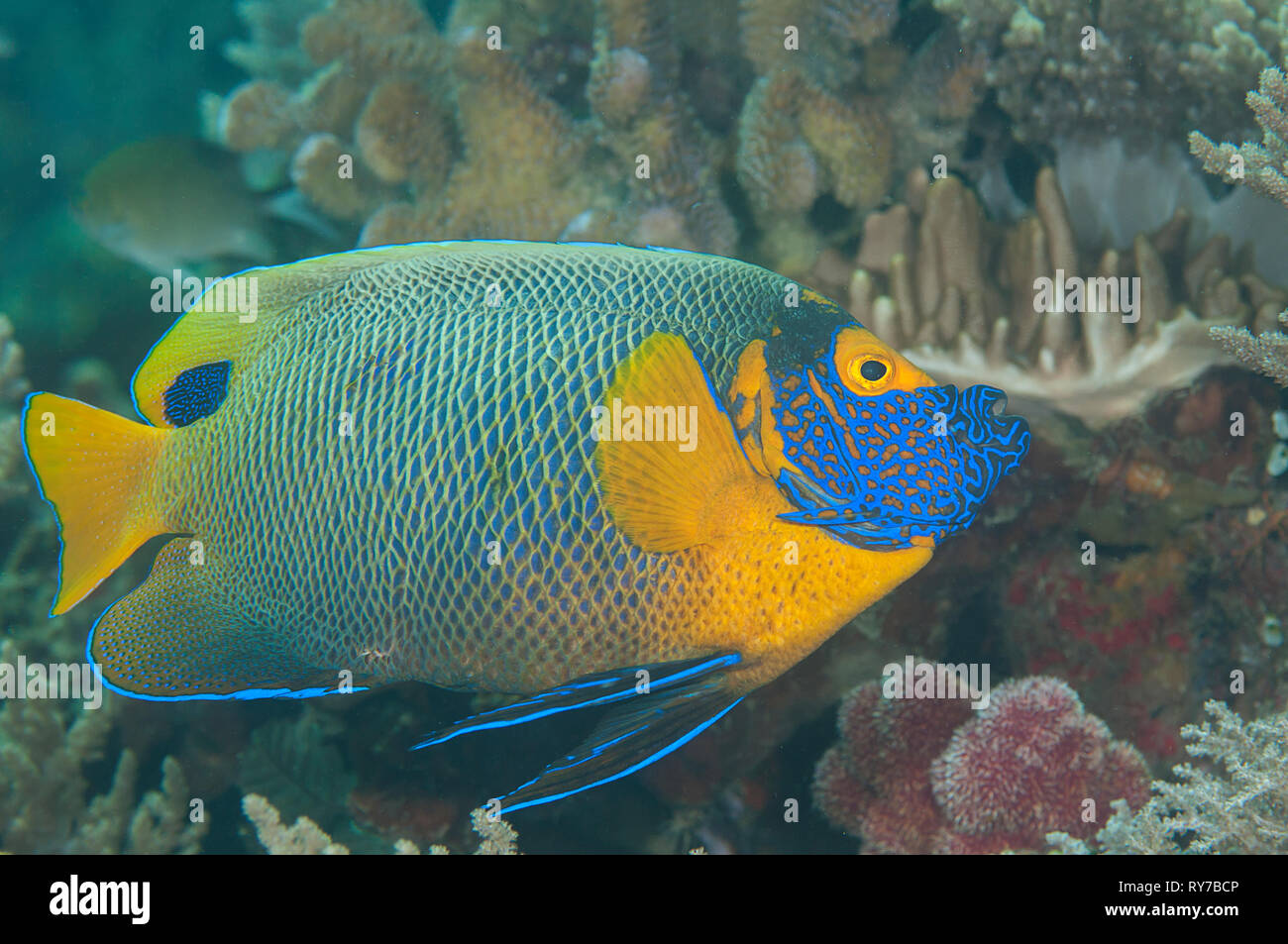 Yellowface Blueface ou poissons-anges ( Pomacanthus xanthometopon ) natation plus de coraux de Bali, Indonésie Banque D'Images