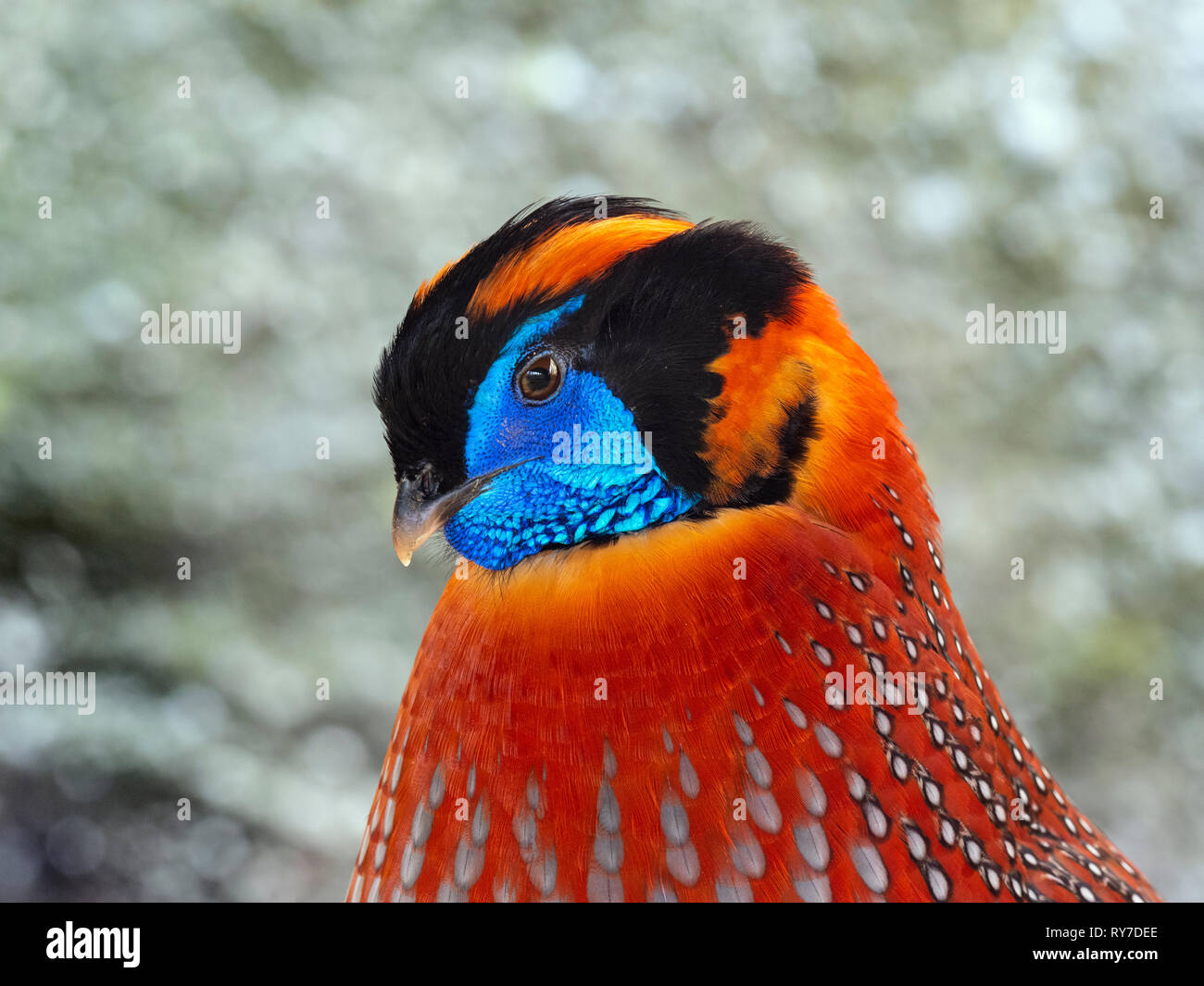 Tragopan de Temminck Tragopan temminckii homme Banque D'Images