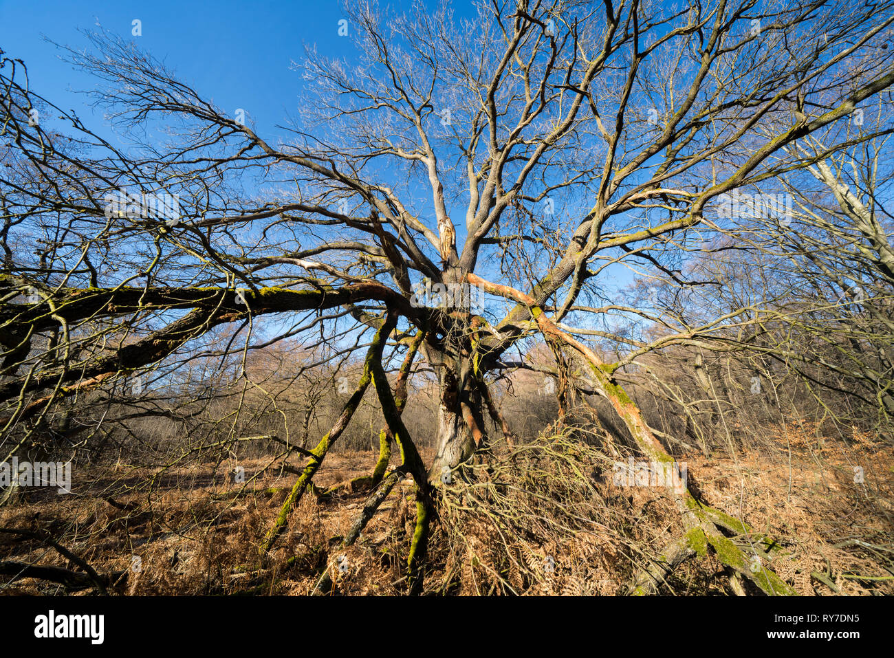 Forêt vierge Urwald Sababurg, Warburg, Weser Uplands, Thuringe, Hesse, Allemagne Banque D'Images