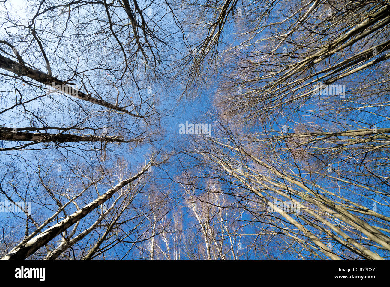 Forêt vierge Urwald Sababurg, Warburg, Weser Uplands, Thuringe, Hesse, Allemagne Banque D'Images