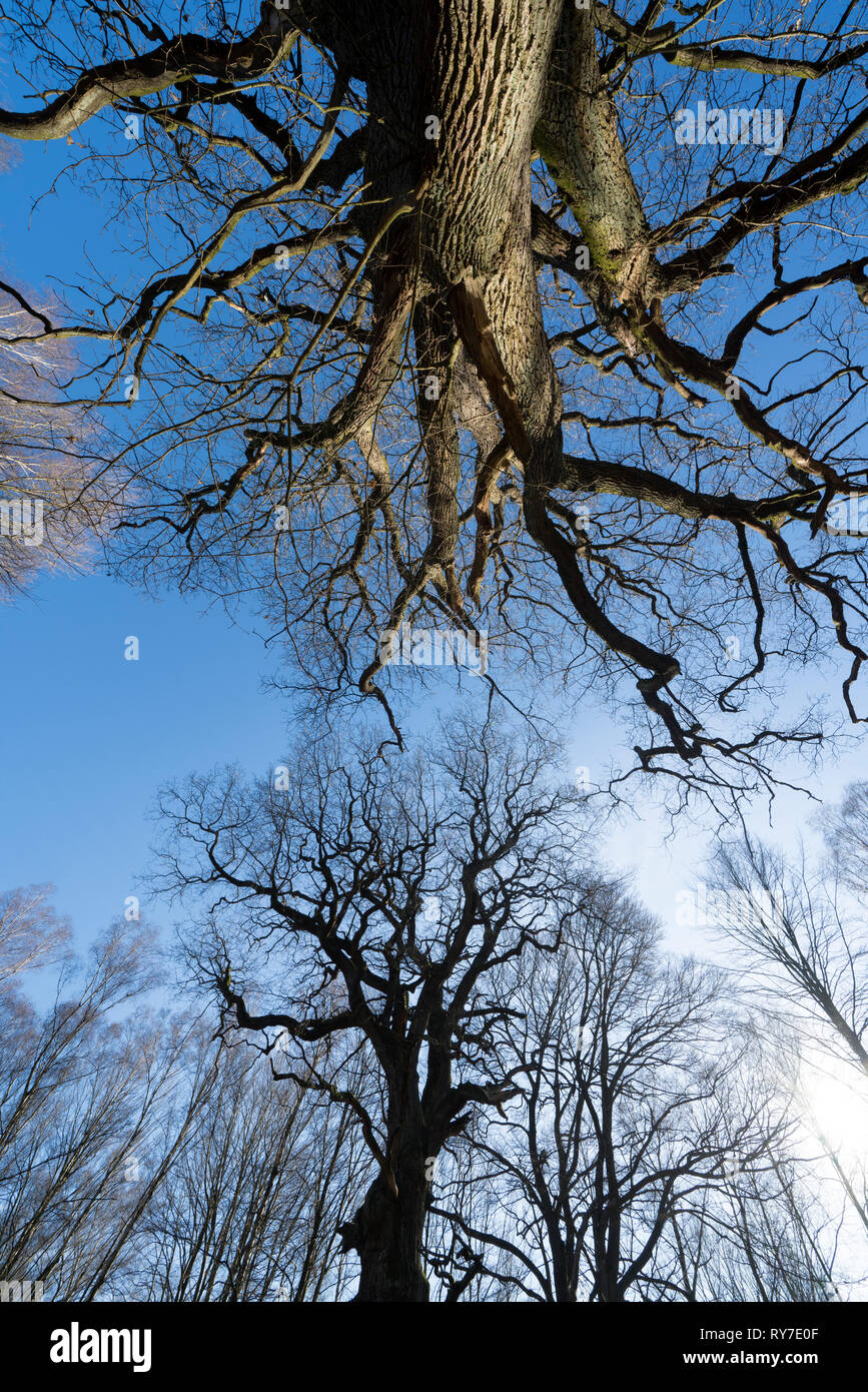 Forêt vierge Urwald Sababurg, Warburg, Weser Uplands, Thuringe, Hesse, Allemagne Banque D'Images
