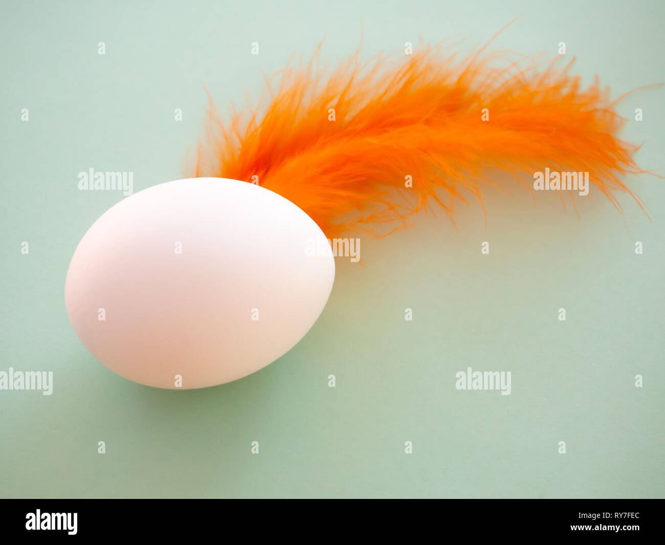 Un œuf avec plumes orange sur un fond bleu pastel Banque D'Images