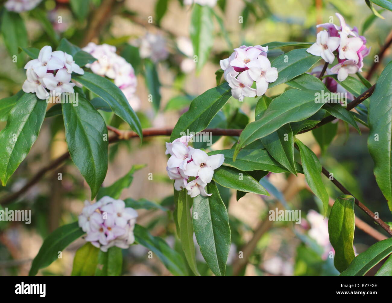 Postill Daphné bholua 'Jacqueline'. Au début du printemps en fleurs parfumées de Daphné Jacqueline Postill - fin février, UK Banque D'Images