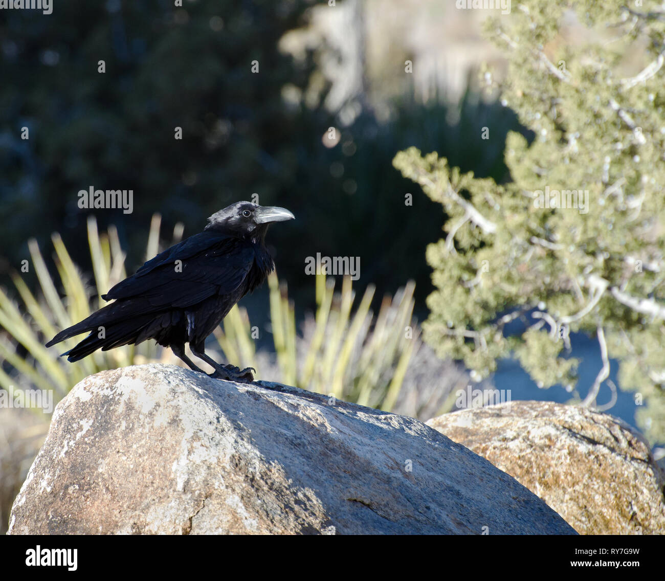 Grand corbeau corvus corax Banque de photographies et d’images à haute ...
