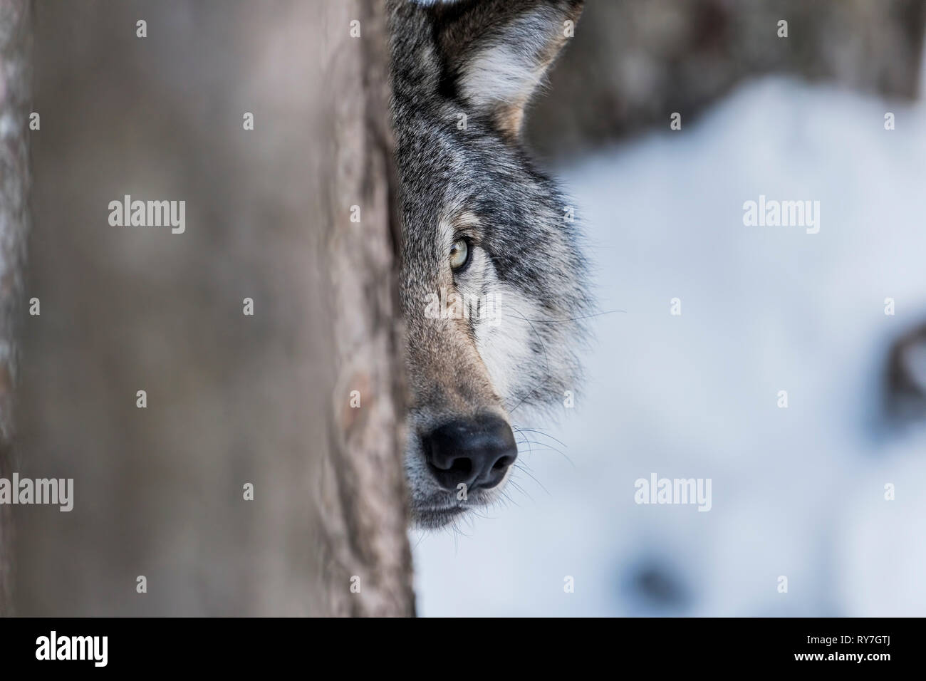 Le loup derrière un tronc d'arbre Photo Stock - Alamy