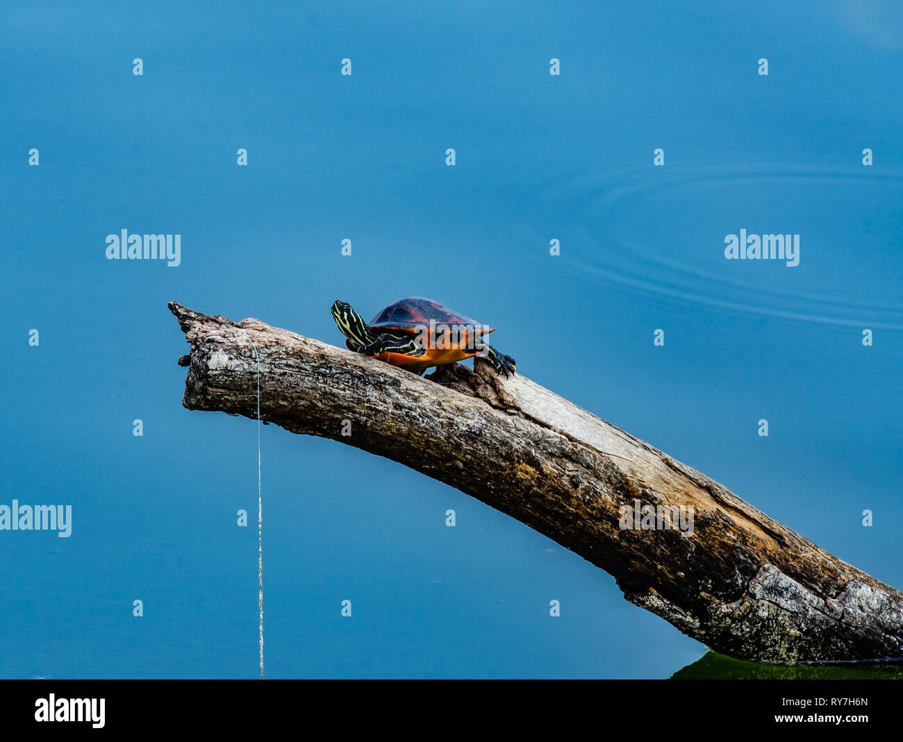 Portrait d'une Floride red bellied cooter de soleil sur un arbre mort sur un étang avec des zones humides de la ligne de pêche pris dans la branche. Banque D'Images