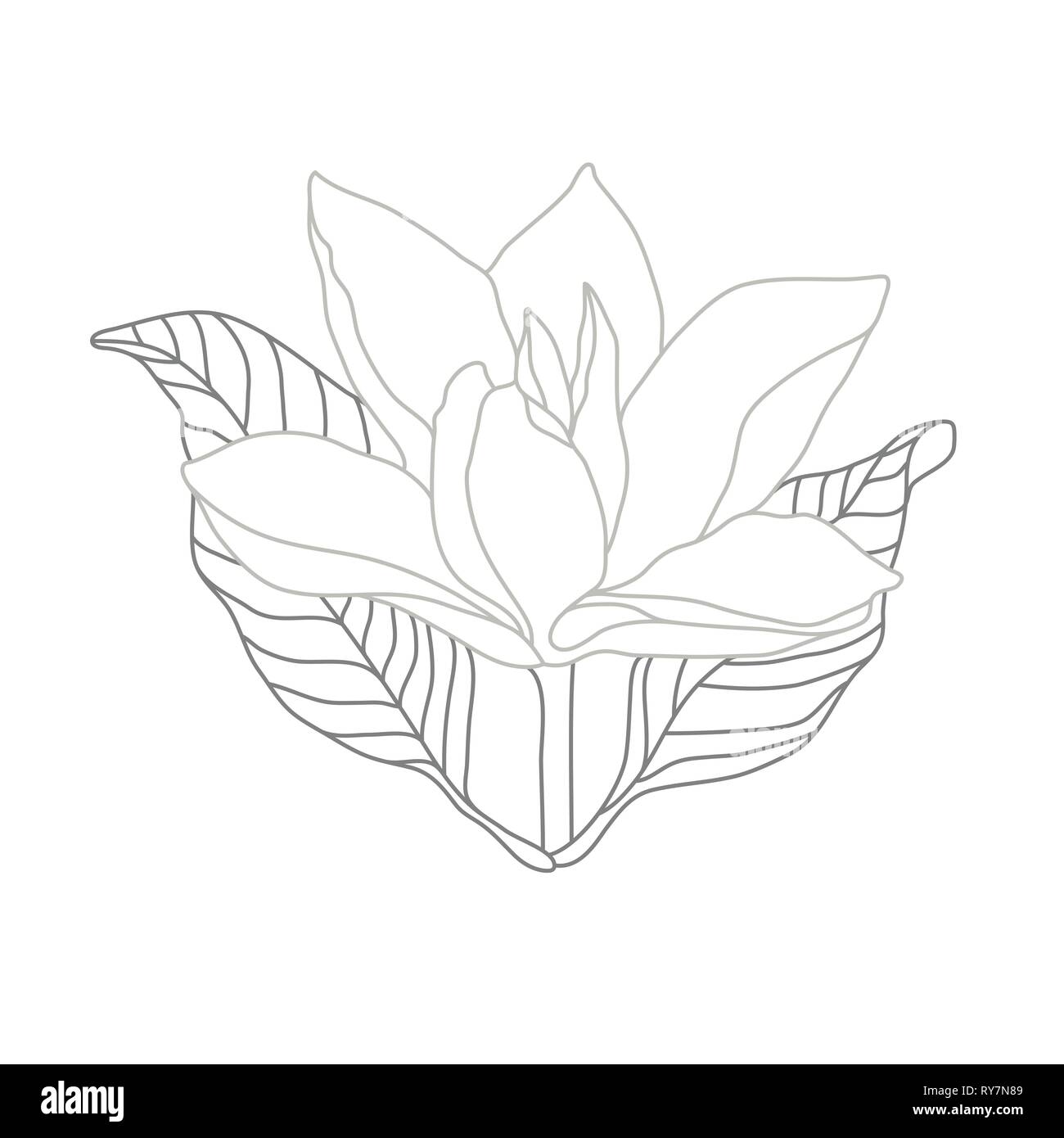 Magnolia ligne monochrome blanc sur l'illustration. Logo Design Fleurs Illustration de Vecteur