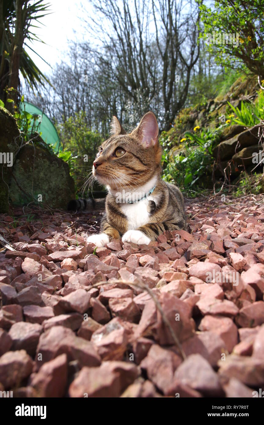 Chat tigré assis sur chemin de jardin Banque D'Images