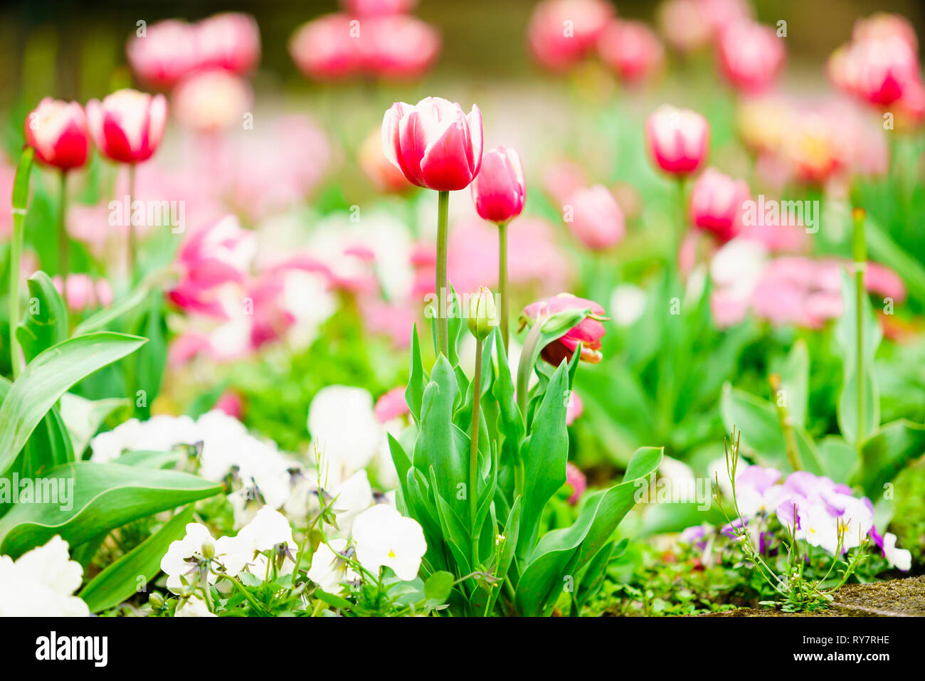 Tulipes colorées dans le jardin de fleurs Banque D'Images