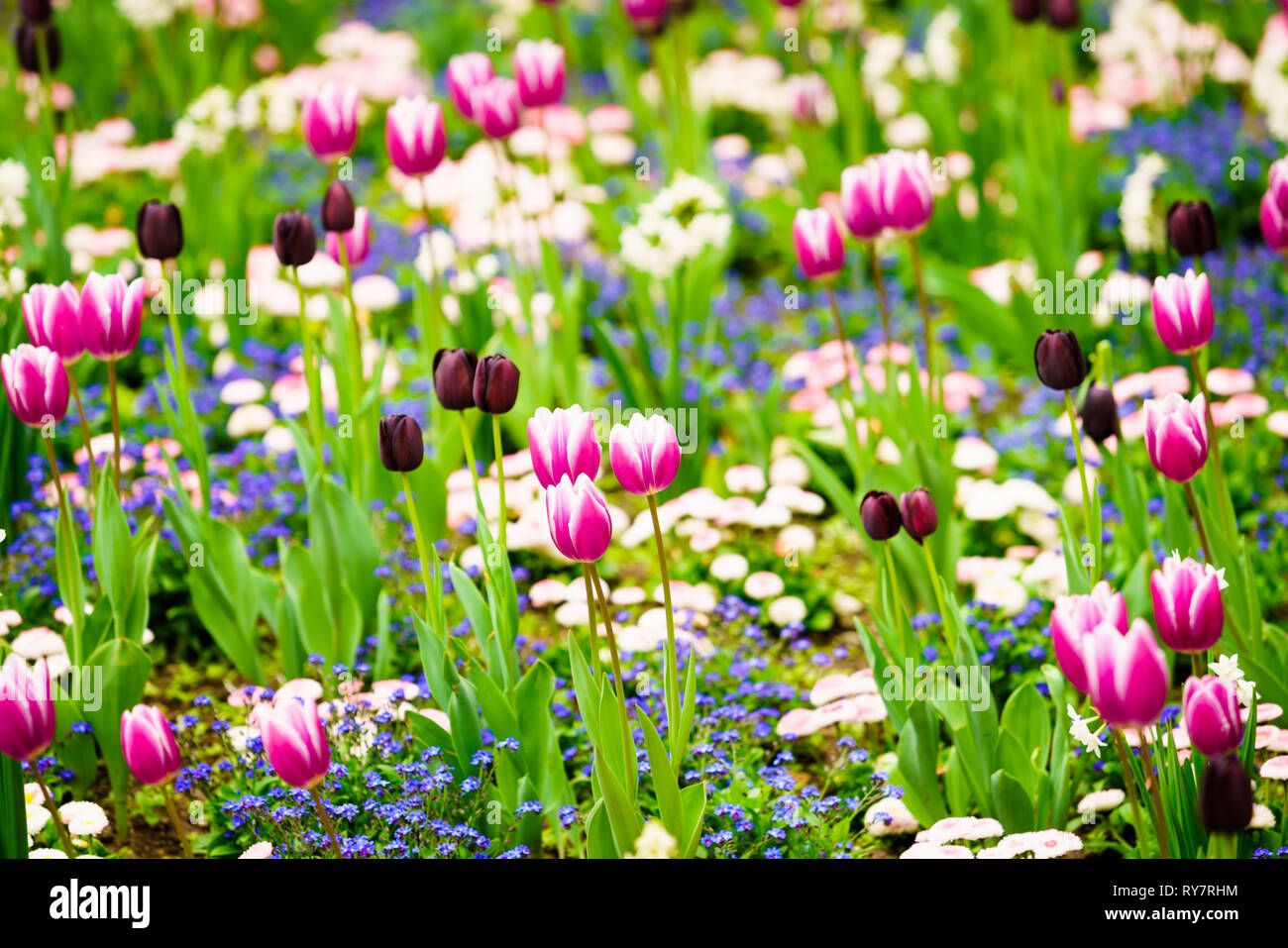 Tulipes colorées dans le jardin de fleurs Banque D'Images
