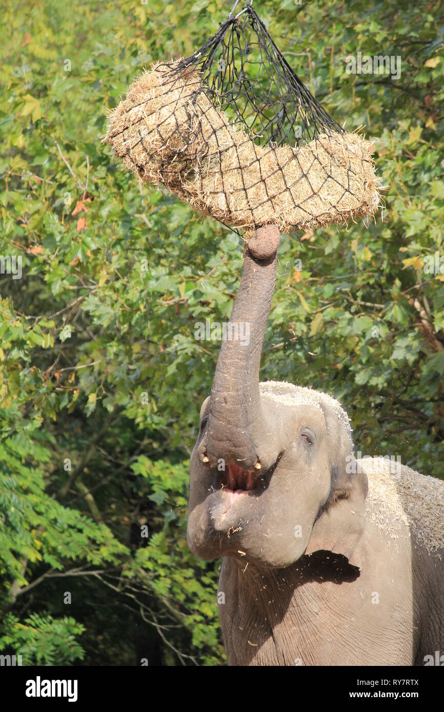 Zoo de Blijdorp de Rotterdam (Pays-Bas Photo Stock - Alamy