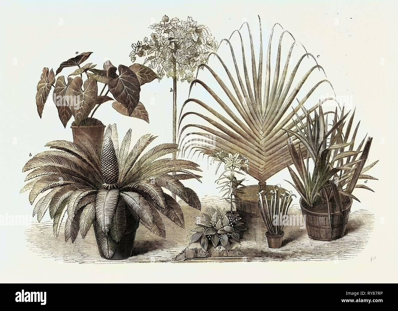 Groupe de plantes rares à la fin de l'Exposition Horticole Internationale South Kensington London UK 1866 Banque D'Images