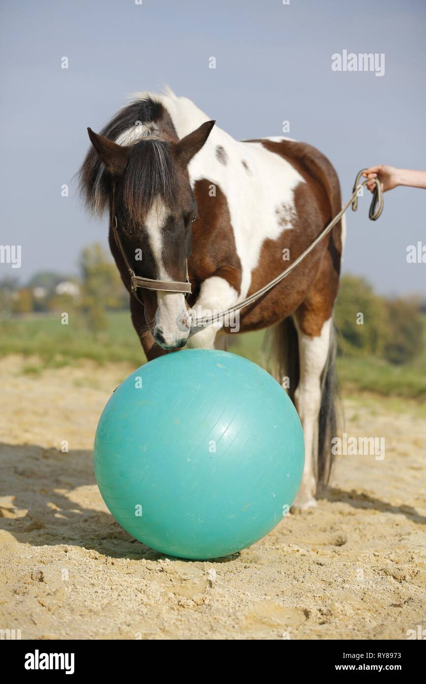 Pinto avec ball Banque D'Images
