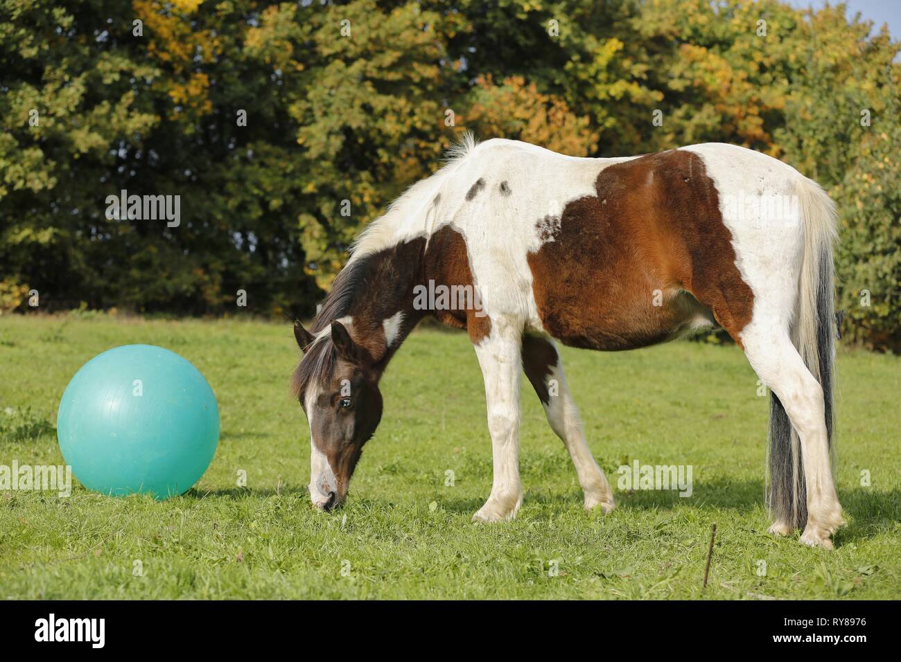 Pinto avec ball Banque D'Images