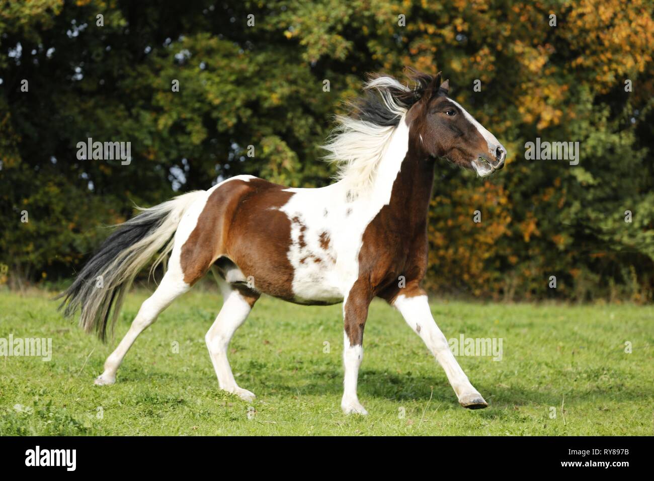 Pinto au galop Banque D'Images