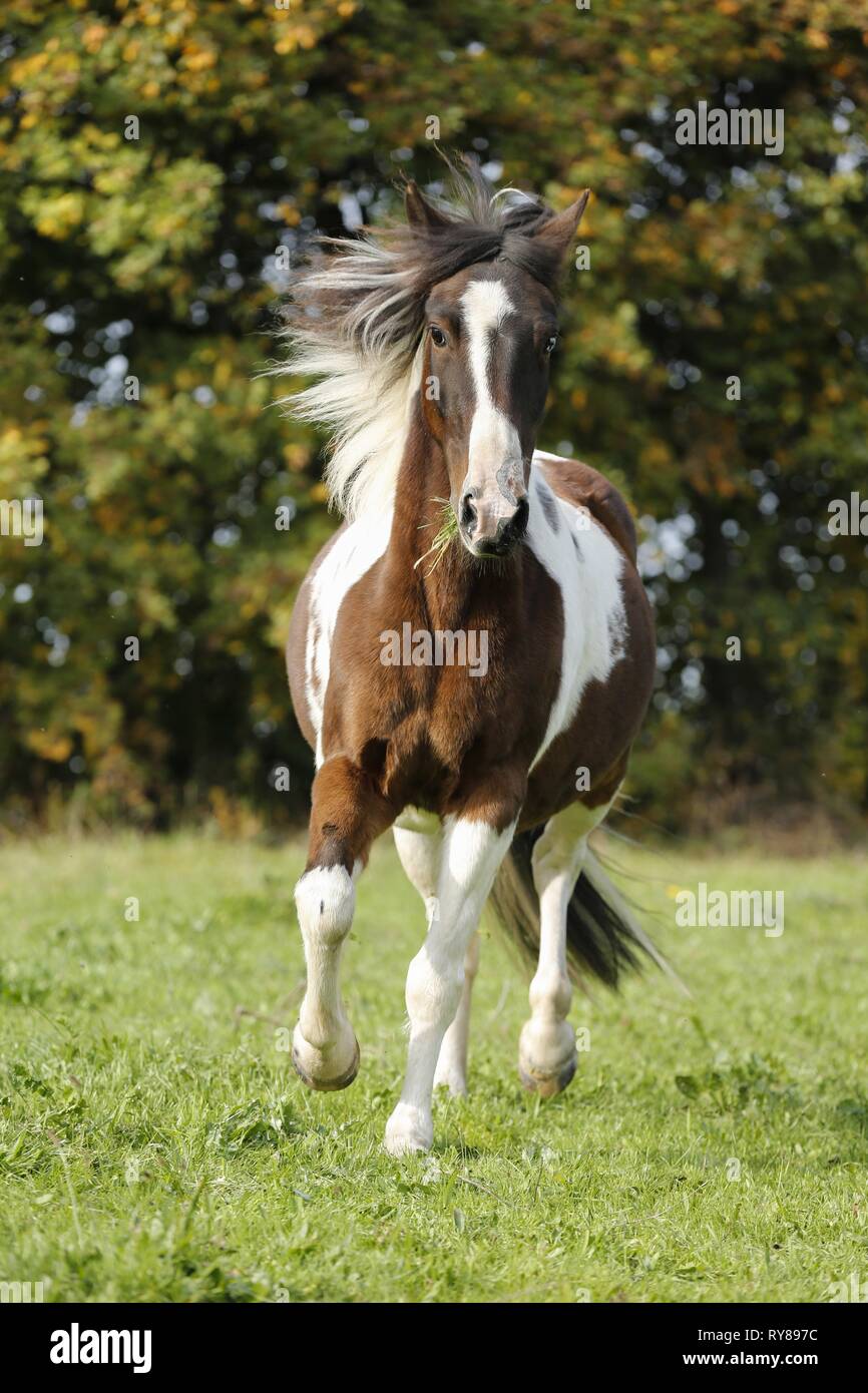 trot Pinto Banque D'Images
