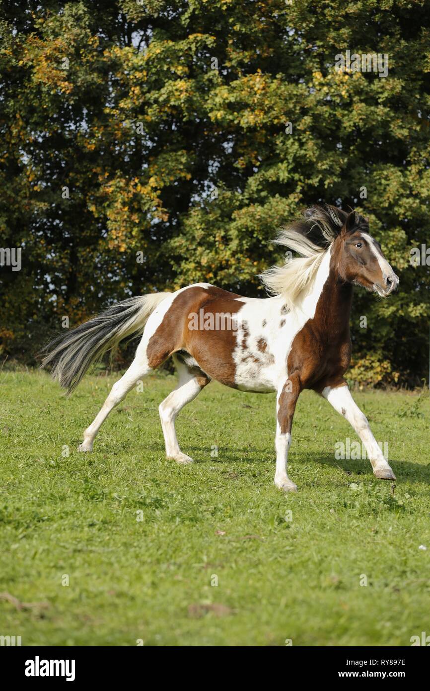 Pinto au galop Banque D'Images