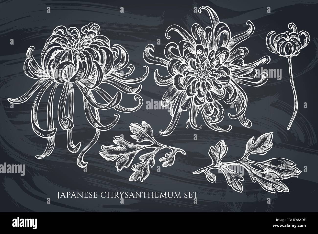 Vector collection de craie à la main chrysanthème japonais Illustration de Vecteur