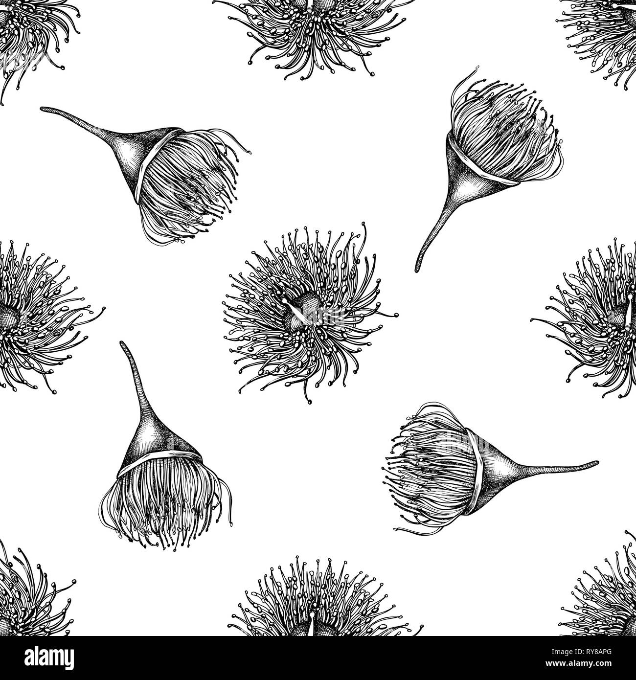 Motif transparent noir et blanc avec fleur d'eucalyptus Illustration de Vecteur