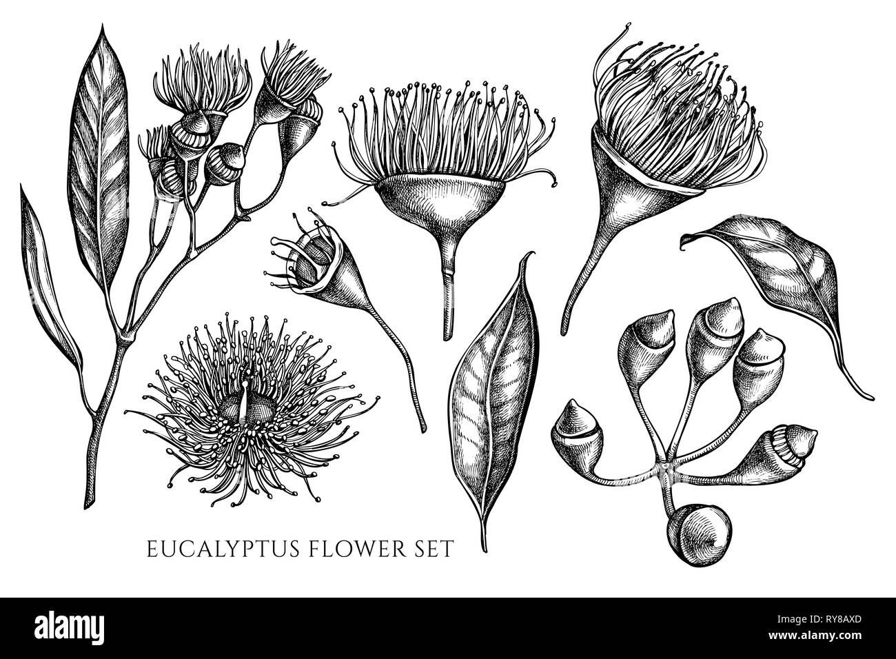 Vector collection de noir et blanc à la main de fleurs d'eucalyptus Illustration de Vecteur