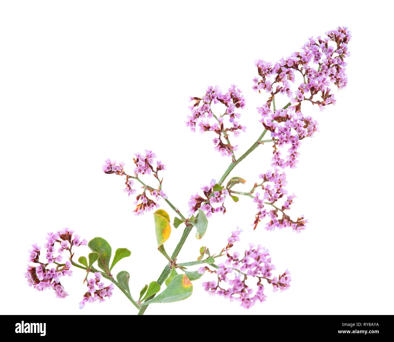 La flore de Gran Canaria - Limonium isolé sur fond blanc Banque D'Images