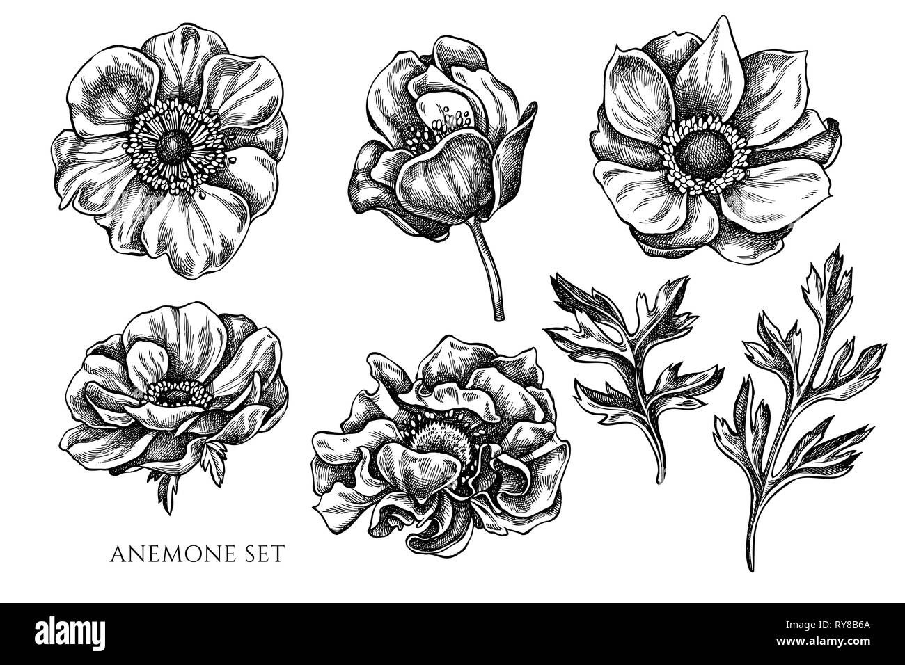 Vector collection de noir et blanc à la main anemone Illustration de Vecteur