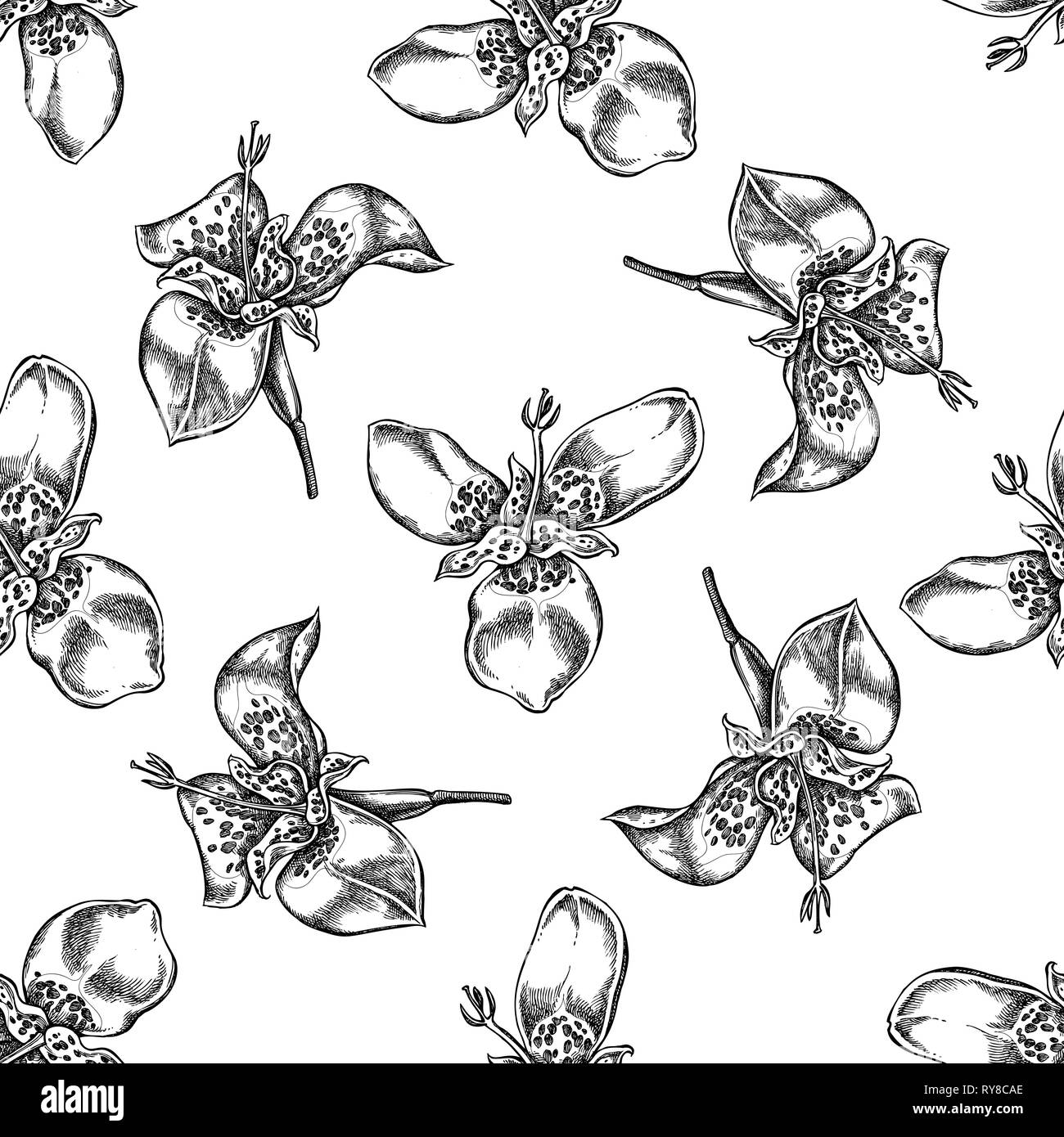 Motif transparent noir et blanc avec valeriana Illustration de Vecteur